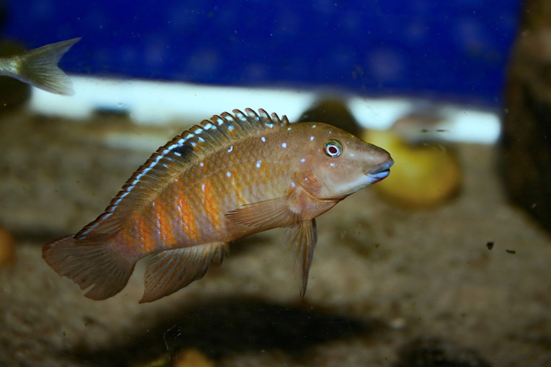 Tanganicodus irsacae 'Mabilibili Bay'